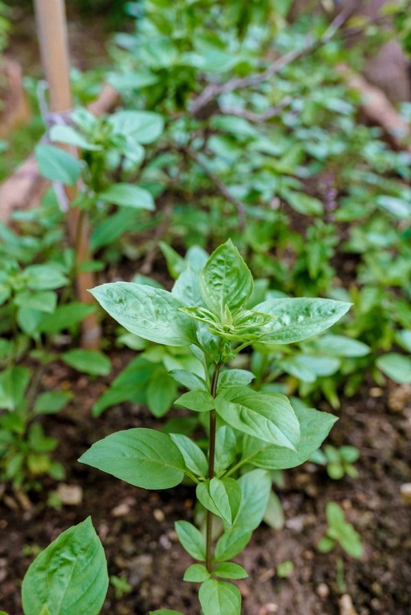 Wie verbessert man die Lebensqualität bei Neurodermitis mit natürlicher Hautpflege?